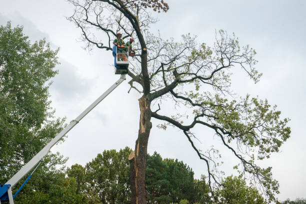 Best Tree Trimming and Pruning  in Elm City, NC